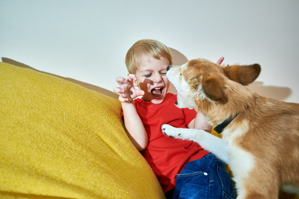 a dog is bitting to child