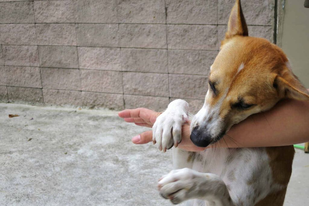 A dog biting a person's arm, illustrating the potential role breed plays in dog bite injury claims, as some breeds may influence liability or severity of injuries in legal cases
