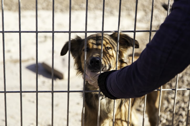 Dog Bite Law in Portsmouth, New Hampshire