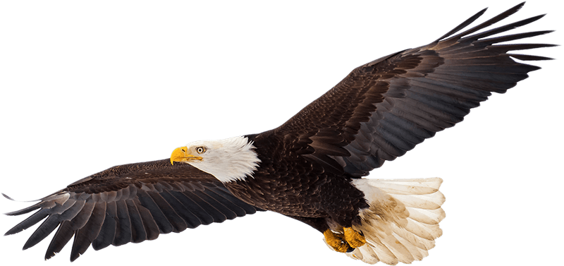 Image of bald eagle
